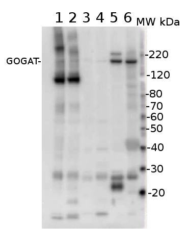 western blot using anti-GOGAT antibodies